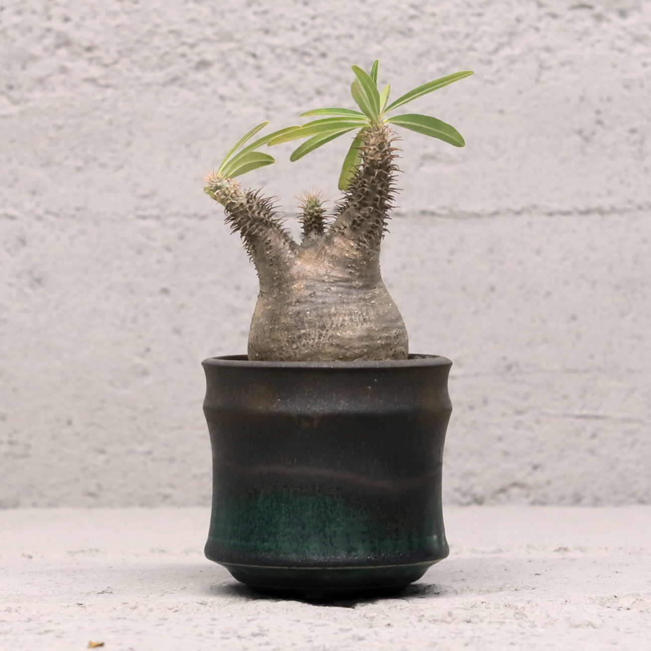 Pachypodium Gracilius * Katachiseisakujyo Mederu Pot Two-Tone