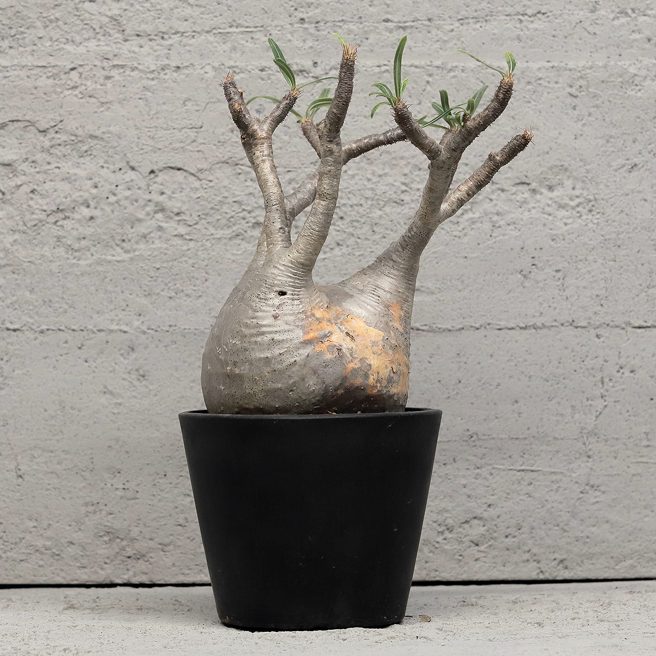 sacai - VCD Pachypodium Gracilius Var.BEAMSの+bonfanti.com.br